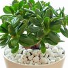 Jade Plant paint by number