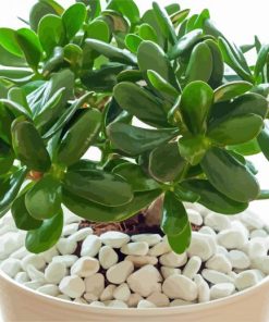 Jade Plant paint by number