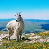Mountain Goat Animal paint by number