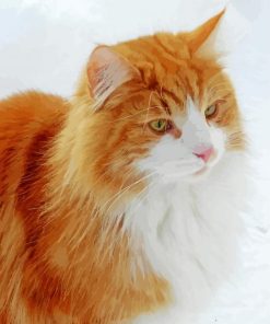 Norwegian Cat In Snow paint by number