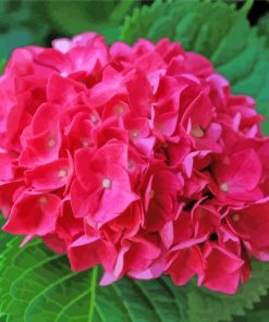 Pink Hydrangeas Flowers paint by number