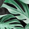 Swiss Cheese Plant Leaves paint by number