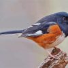 Towhee Bird paint by number
