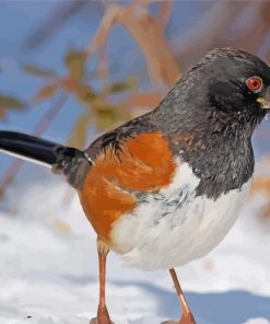Towhee In Snow paint by number