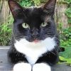 Tuxedo Cat Animal paint by number