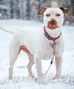 White Staffy Dog In Snow paint by number