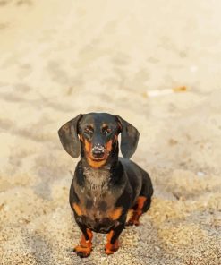 Adorable Dachshund On The Beach paint by number