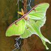 Aesthetic Luna Moth paint by number