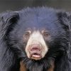 Aesthetic Sloth Bear paint by number