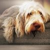 Beige Italian Spinone paint by number