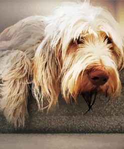 Beige Italian Spinone paint by number