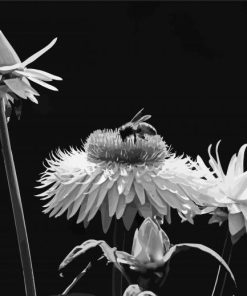 Black And White Flowers And Bees paint by number