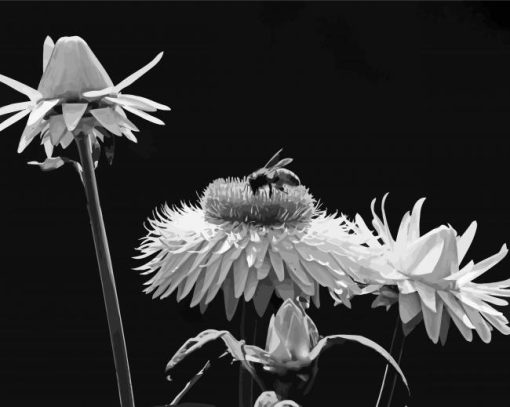 Black And White Flowers And Bees paint by number