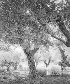 Black And White Garden Of Gethsemane paint by number