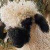 Blacknose Sheep Animal paint by number