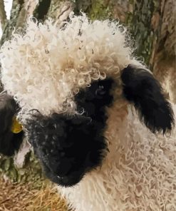 Blacknose Sheep Animal paint by number