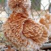 Cute Frizzle Chicken paint by number
