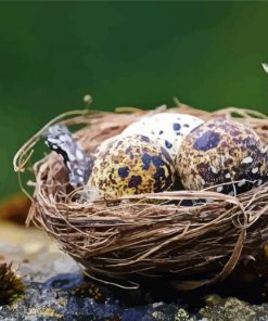 Eggs In Bird Nests paint by number