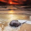 Horseshoe Crab And Sunset paint by number