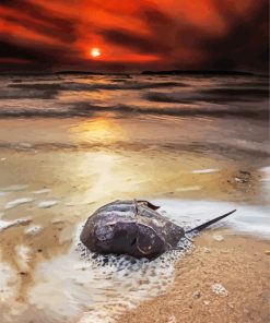Horseshoe Crab And Sunset paint by number