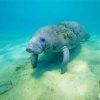 Manatee Animal Underwater Paint by number