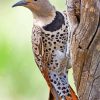 Northern Flicker On Tree paint by number