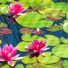 Pink Lily Pond paint by number