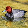 Redhead Duck paint by number