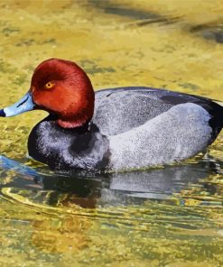 Redhead Duck paint by number