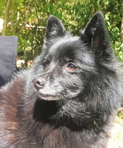 Schipperke Dog paint by number