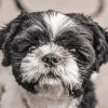 Shih Tzu Black And White Dog paint by number