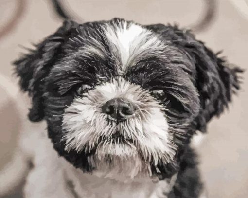 Shih Tzu Black And White Dog paint by number