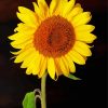 Sunflower With Black Background paint by number