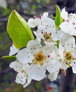 White Apple Blossom paint by number