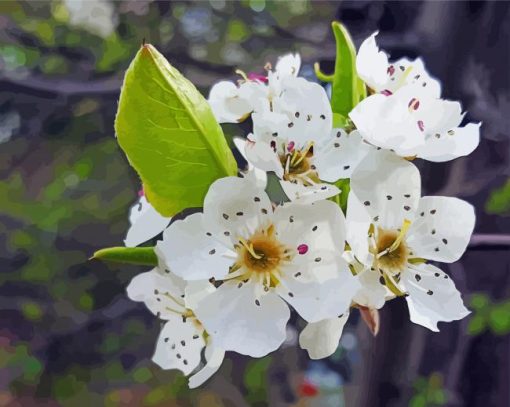 White Apple Blossom paint by number