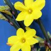 Yellow Winter Jasmine Flowers paint by number