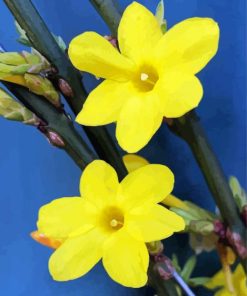 Yellow Winter Jasmine Flowers paint by number