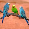 Aesthetic Budgies Birds paint by number