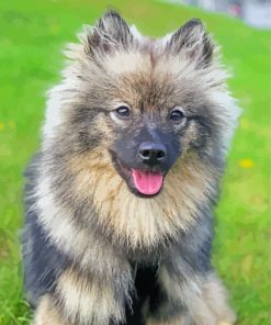 Beige And Black keeshond paint by number