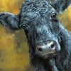 Black Angus Cow paint by number
