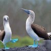 Blue Footed Boobies paint by number