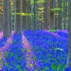 Bluebell Wood Nature paint by number