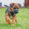 Border Terrier Puppy paint by number