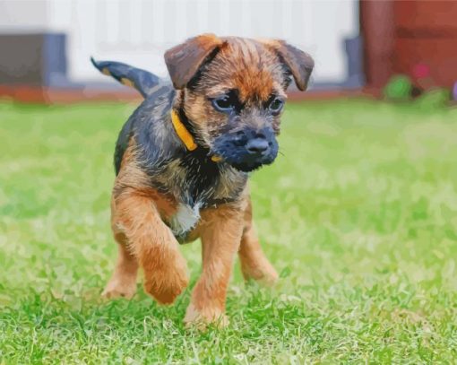 Border Terrier Puppy paint by number