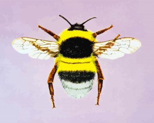 Bumblebee Insect paint by number