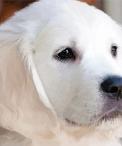 Close Up White Retriever Puppy paint by number