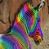 Colorful Zebra paint by number
