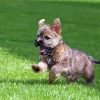 Cool Cairn Terrier paint by number