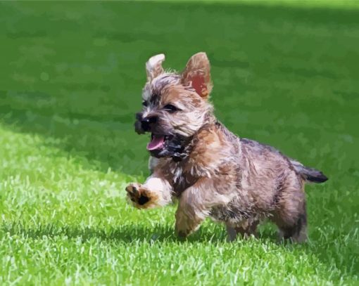 Cool Cairn Terrier paint by number