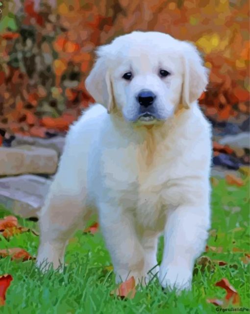 English Golden Retriever Puppy paint by number